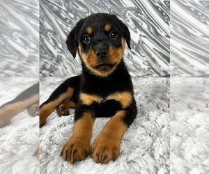 Rottweiler Puppy for sale in GREENWOOD, IN, USA
