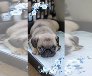 Pug Puppy for sale in BRIDGETOWN, OH, USA