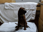 Small #1 Redbone Coonhound