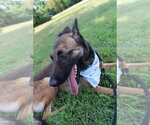Small Photo #2 Mutt Puppy For Sale in Imlay City, MI, USA