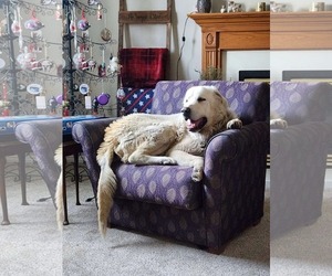 Great Pyrenees Dogs for adoption in Bountiful, UT, USA
