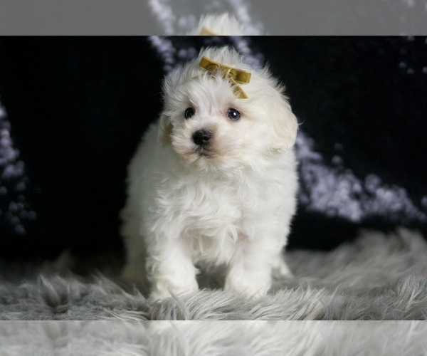 Medium Photo #4 Maltipoo Puppy For Sale in WARSAW, IN, USA