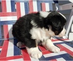 Small Photo #37 Australian Shepherd Puppy For Sale in RUSSELL, IA, USA