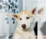 Small Photo #18 Siberian Husky Puppy For Sale in HESPERIA, CA, USA