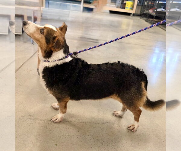 Medium Photo #3 Mutt Puppy For Sale in Batavia, OH, USA