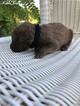 Small Photo #1 Chesapeake Bay Retriever Puppy For Sale in TUSCALOOSA, AL, USA