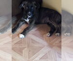 Small #4 Labrador Retriever-Mountain Cur Mix