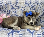 Small Photo #4 Labrador Retriever-Siberian Husky Mix Puppy For Sale in LINCOLN UNIV, PA, USA