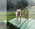 Small #14 American Bulldog Mix