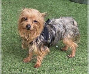 Mutt Dogs for adoption in Spring, TX, USA