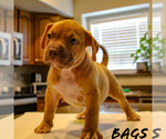 Puppy Bags American Bully