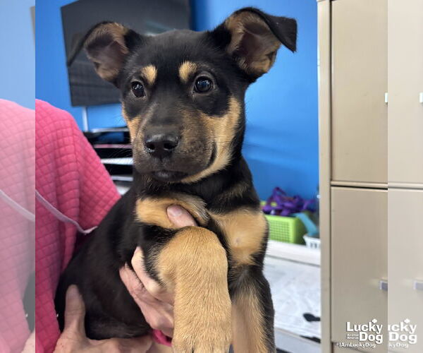 Medium Photo #2 Mutt Puppy For Sale in Washington, DC, USA