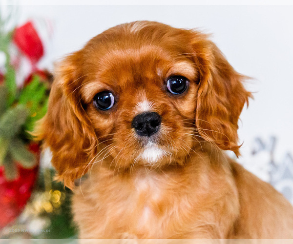 Medium Photo #55 Cavalier King Charles Spaniel Puppy For Sale in WAKARUSA, IN, USA