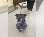 Small #3 American Pit Bull Terrier-Labrador Retriever Mix