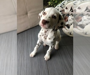 Dalmatian Puppy for sale in FORT LAUDERDALE, FL, USA