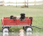 Small #4 Golden Labrador-Labrador Retriever Mix