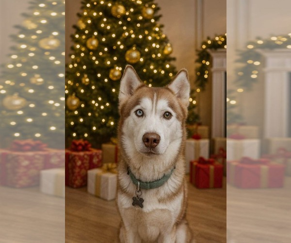 Medium Photo #2 Siberian Husky Puppy For Sale in Uwchlan, PA, USA