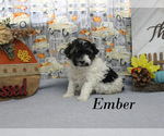 Small #3 Poodle (Toy)