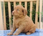 Small #3 Golden Irish