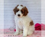 Small #3 Goldendoodle (Miniature)