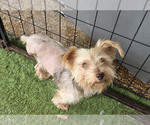 Bentley - Male Mutt Dog for Adoption - Small photo