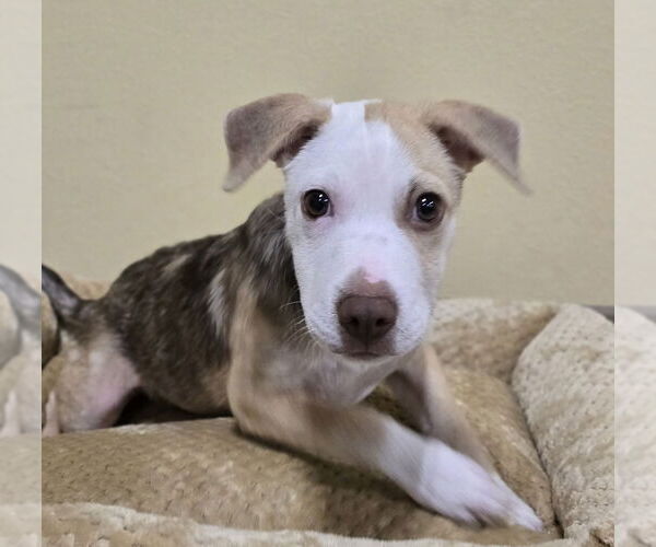 Medium Photo #2 Mutt Puppy For Sale in Lakewood, CO, USA