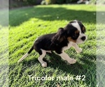Small #2 Cavalier King Charles Spaniel