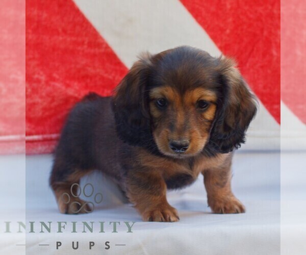Medium Photo #3 Dachshund Puppy For Sale in HONEY BROOK, PA, USA