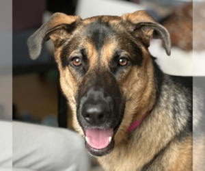 Doberman Pinscher-German Shepherd Dog Mix Dogs for adoption in Brooklyn, NY, USA