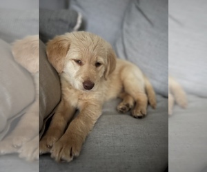 Golden Labrador-Labradoodle Mix Puppy for sale in HUNTINGTON BEACH, CA, USA