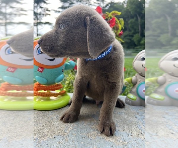 Medium Photo #3 Labrador Retriever Puppy For Sale in NEOLA, WV, USA