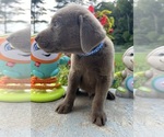 Small #2 Labrador Retriever