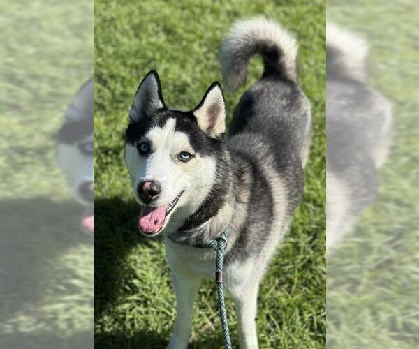 Medium Photo #1 Siberian Husky Puppy For Sale in Fort Lauderdale, FL, USA