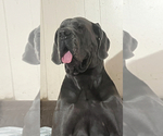 Small Photo #31 Great Dane Puppy For Sale in SAND SPRINGS, OK, USA