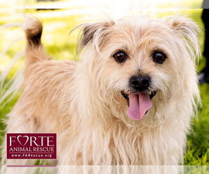 Cairn Terrier-Tibetan Spaniel Mix Dogs for adoption in Marina del Rey, CA, USA