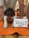 Small Photo #1 German Shorthaired Pointer Puppy For Sale in CINCINNATI, OH, USA