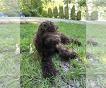 Puppy Bear Goldendoodle
