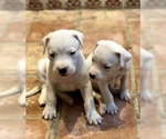 Small Photo #7 Dogo Argentino Puppy For Sale in AUSTIN, TX, USA
