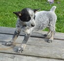 Puppy 3 Australian Cattle Dog