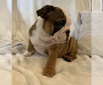 Small Photo #18 English Bulldog Puppy For Sale in JOHNS ISLAND, SC, USA