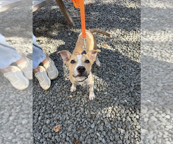 Medium Photo #4 American Pit Bull Terrier-American Staffordshire Terrier Mix Puppy For Sale in Wenonah, NJ, USA