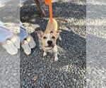 Small #3 American Pit Bull Terrier-American Staffordshire Terrier Mix