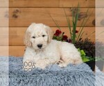 Small #3 Goldendoodle