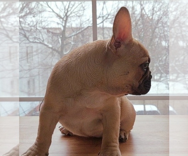 Medium Photo #14 French Bulldog Puppy For Sale in MANHATTAN, NY, USA