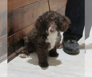 Medium Poodle (Miniature)