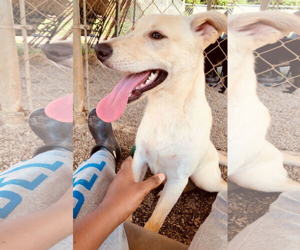 Medium Photo #8 Mutt Puppy For Sale in Rockaway, NJ, USA