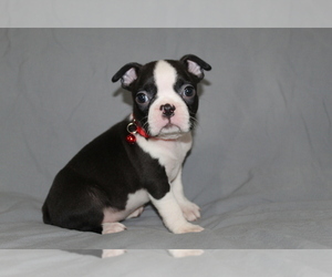 Boston Terrier Puppy for sale in BROOKSVILLE, FL, USA