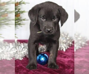 Golden Labrador Puppy for sale in FREDERICKSBURG, OH, USA