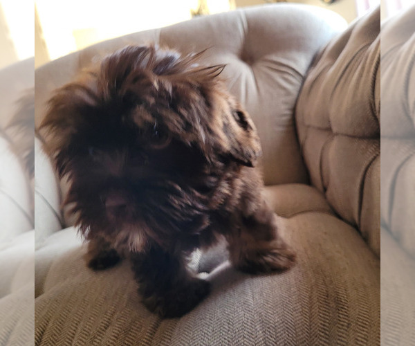 Medium Photo #9 Shorkie Tzu Puppy For Sale in LAKESIDE, CA, USA
