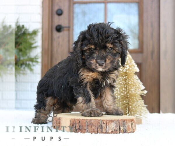 Medium Photo #2 Cavapoo (Miniature) Puppy For Sale in NARVON, PA, USA